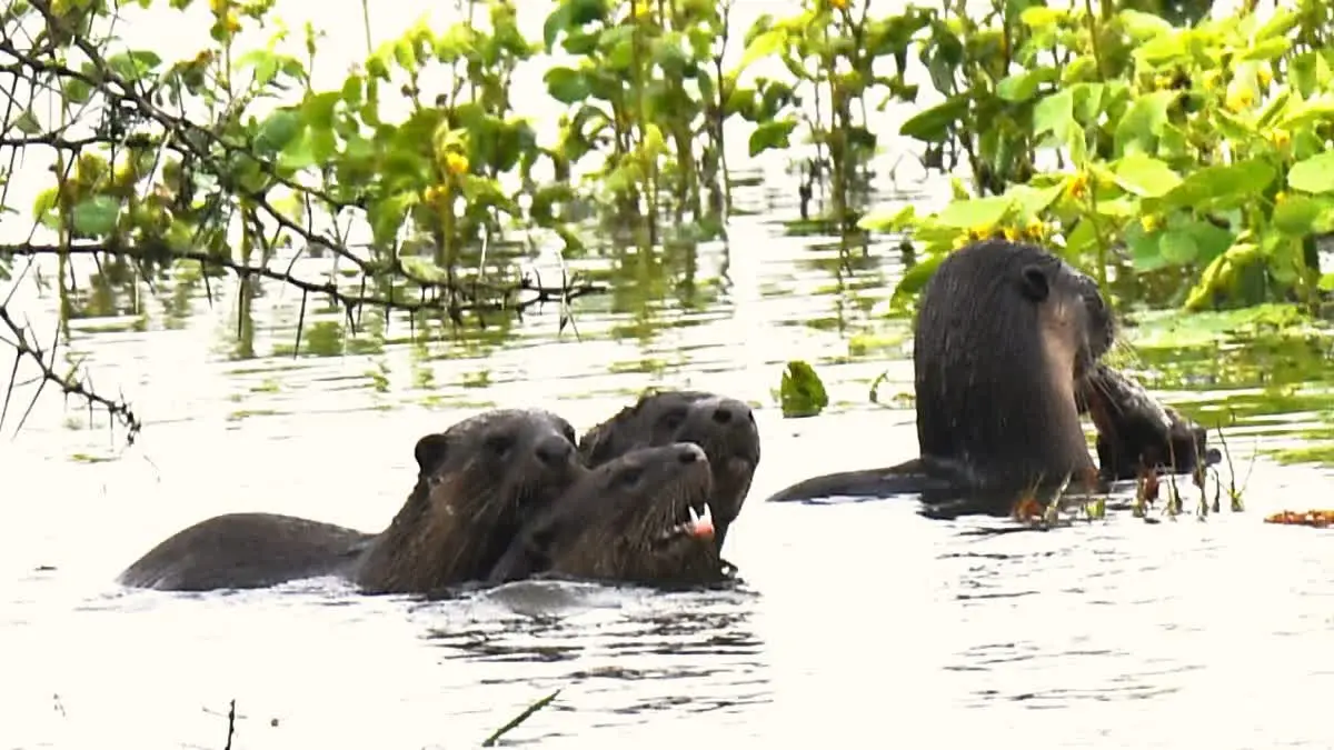 Haveri || Arrival of rare guests at Heggeri lake