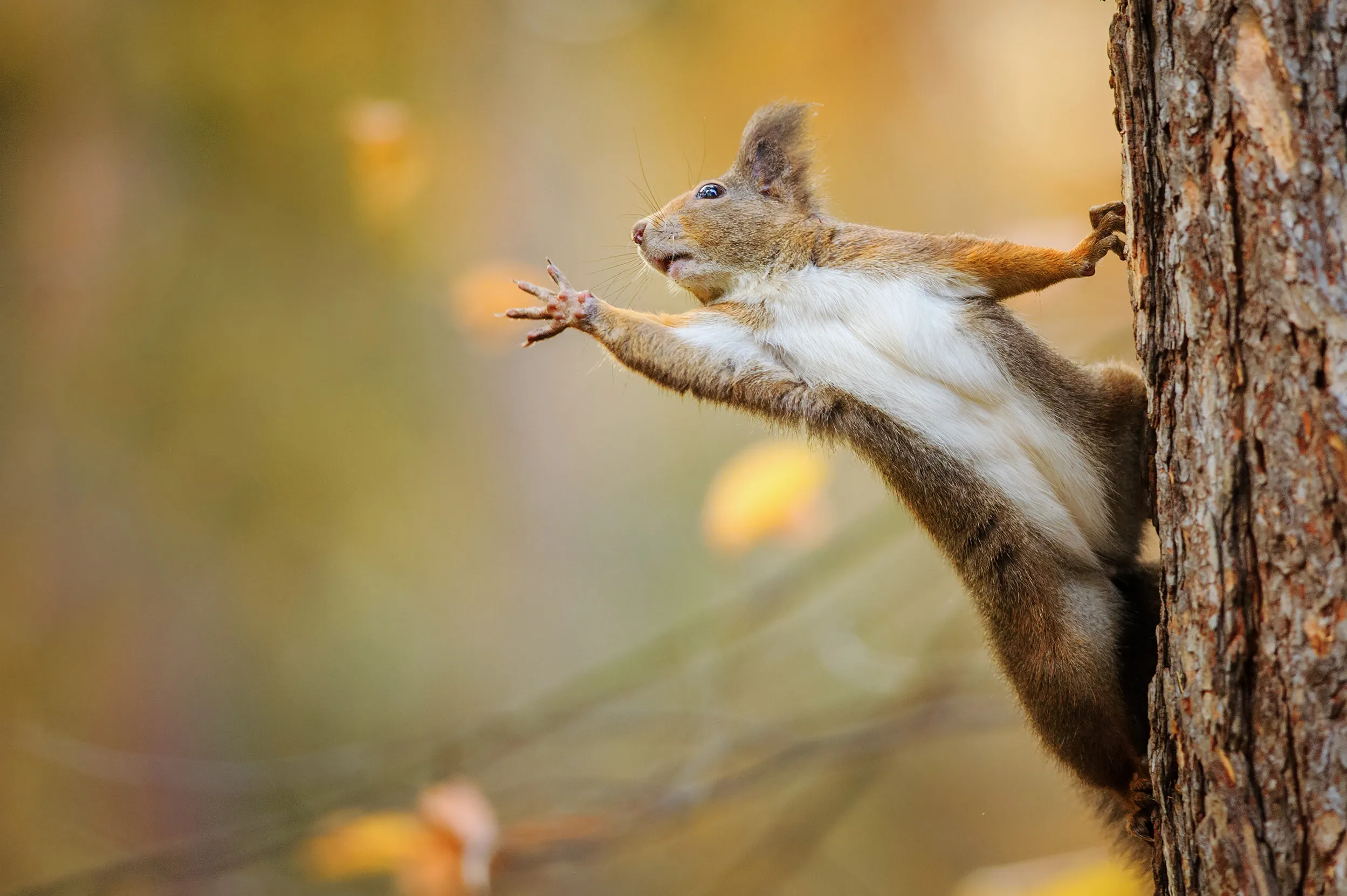 Celebrating Squirrel Awareness Month: Understanding and Protecting Our Furry Friends