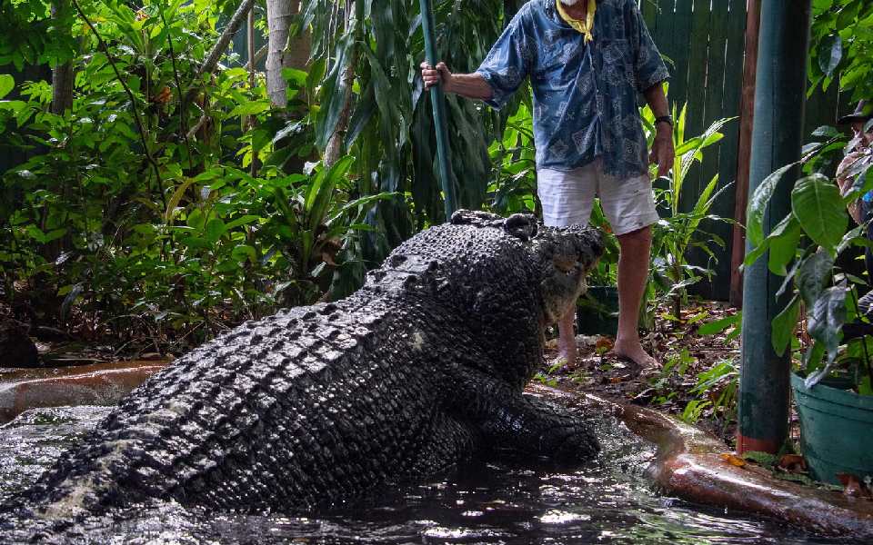 World's Largest Captive Crocodile, Cassius, Passes Away at 110